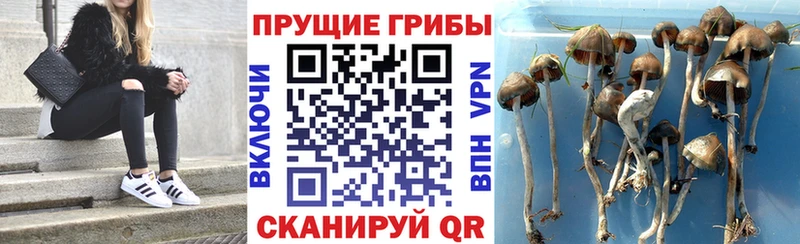 Купить закладки  Краснообск  Псилоцибиновые грибы ЛСД 